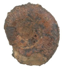 Karbon  Prolecanites mapesi