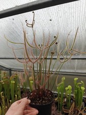 Drosera binata var. dichotoma