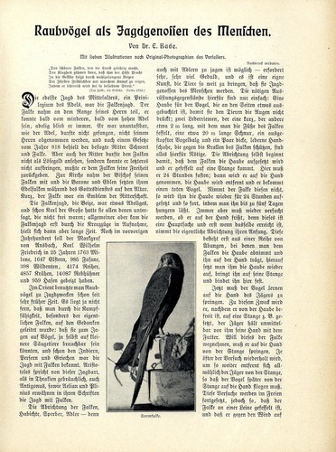 Raubvögel als jagdgenossen - raubvögel,