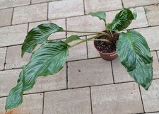  Fledermausblume Tacca