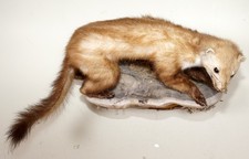 Schöner Steinmarder Beech