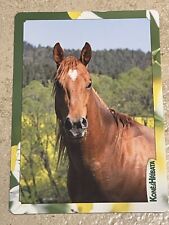 Pferdepostkarte, AK Pferde, Pferdepostkarten ☆ Quarter Horse Homer