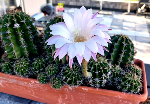 Kakteen echinopsis kugelkaktus - kakteen,