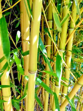 Bambus, gelber Gartenbambus, 15 frische Samen, Hecke, Sichtschutz, winterhart