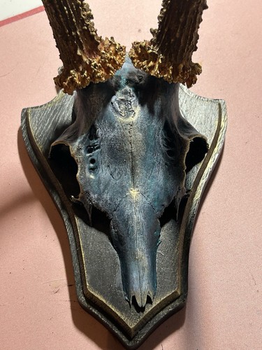 Geweih schädel rehbock - geweih,