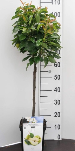 Mini obstbaum birnenbaum pyrus - obstbaum,