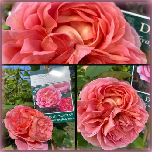 Englische strauch duftrose - englische,