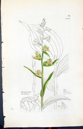 Antiker druck epipactis - druck,