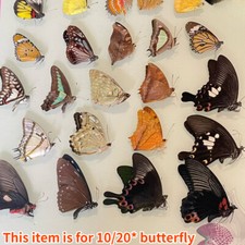 10/20pcs Echt Papilio