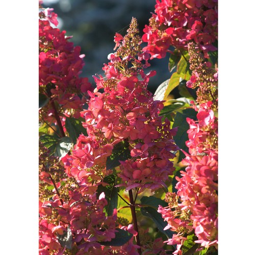 Rispen hortensie hydrangea - hortensie,