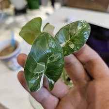 Alocasia Macrorrhiza Variegata 2 Bewuzelte Pflanzen.20 Euro Und Versand Kostenlo