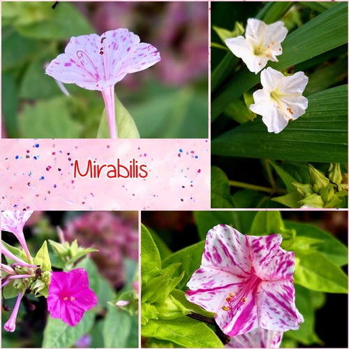 Mirabilis jalapa wunderblume - mirabilis,
