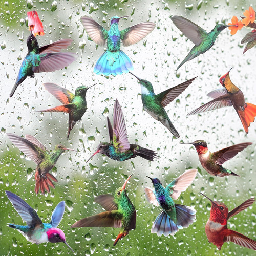 Stück kolibri fenster - 19,