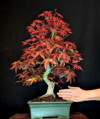 Bonsai japanischer roter - japanischer,