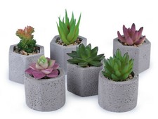 Künstliche Sukkulente /
