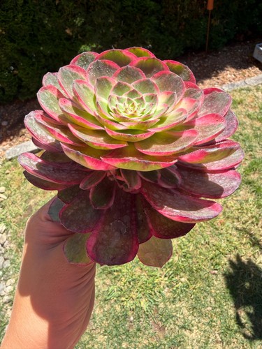 Aeonium night banquet - aeonium,