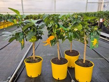 echte Citrus Medica Buddha's
