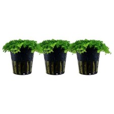 Aquarium wasserpflanze - aquarium, 3