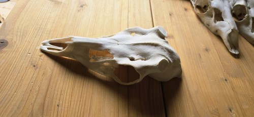 Schädel rothirsch - schÄdel,