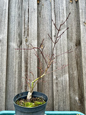 Acer palmatum 'Chishio', Fächerahorn 'Chishio'  Pre Bonsai selten!