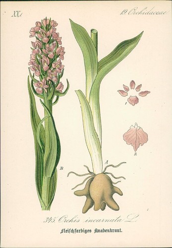 Chromolithographie - ,