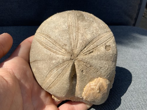 Fossil seeigel clypeus plotti - clypeus,