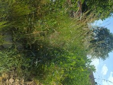 Lehmboden Erdaushub vor einem Jahr ausgehoben 