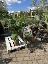 Chamaedorea elegans 110–140cm Bergpalme pflegeleicht Zimmerpflanze Luftreiniger