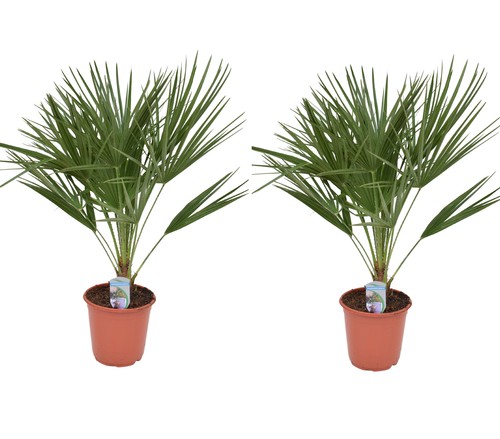 2er set winterharte - set,