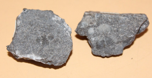 Encrinuraspis beaumonti - encrinuraspis,