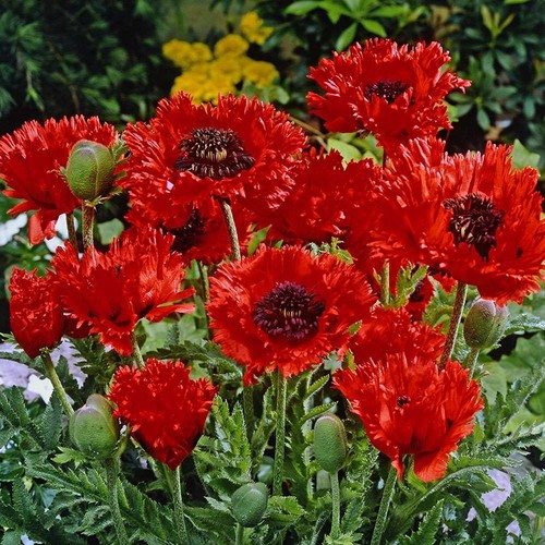 Türkischer mohn harlem 3 - mohn,