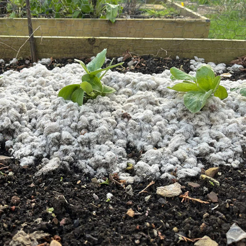 Wollmulch für pflanzen - wollmulch,