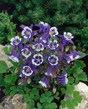 Aquilegia caerulea 'Blue