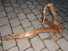 Super XXXLTraumwurzel 12 B _ Moorkienholz _Blickfang_Traumstück_Wilde Natur TOP