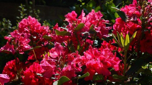 Rhododendron stecklinge rot - stecklinge,
