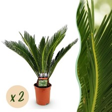 Zimmerpflanze cycas revoluta - cycas,
