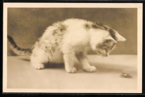 Katzenbaby betrachtet einen