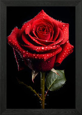 Rose Nahaufnahme Foto