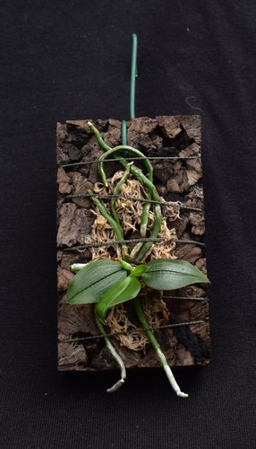 Phalaenopsis malipoensis