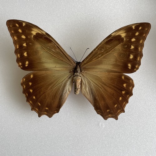 Entomologie*Morpho