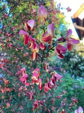 Pflanze/Blüh-Strauch Sämereien Ginster rot/gelb.