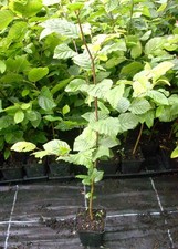 1 x Hainbuche Weißbuche Heckenpflanzen mit Torfballen 50-70 cm