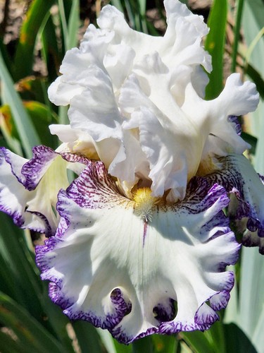 Schwertlilie iris bright - schwertlilie,,