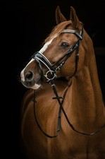 REST RAUS Preis Trense Black n