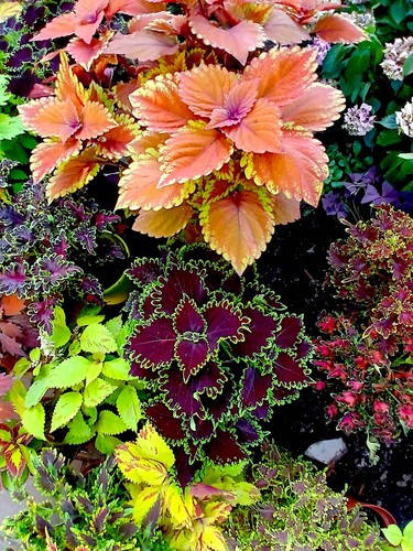 Buntnessel coleus steckling - coleus, 1