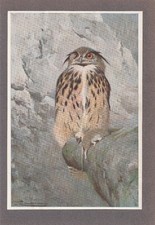 Uhu (Bubo bubo) Eulen seltener Kunstdruck von 1901 Wilhelm Kuhnert