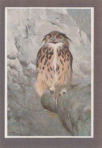 Uhu eulen seltener - (bubo,