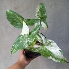 Syngonium Albo Variegated