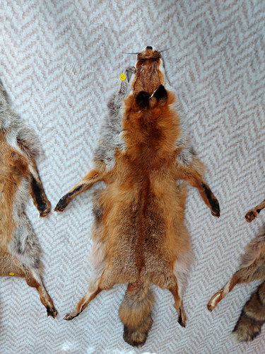 Fuchsfelle fein gegerbt - fuchsfelle,