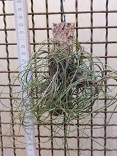 Tillandsia butzii clump, XL